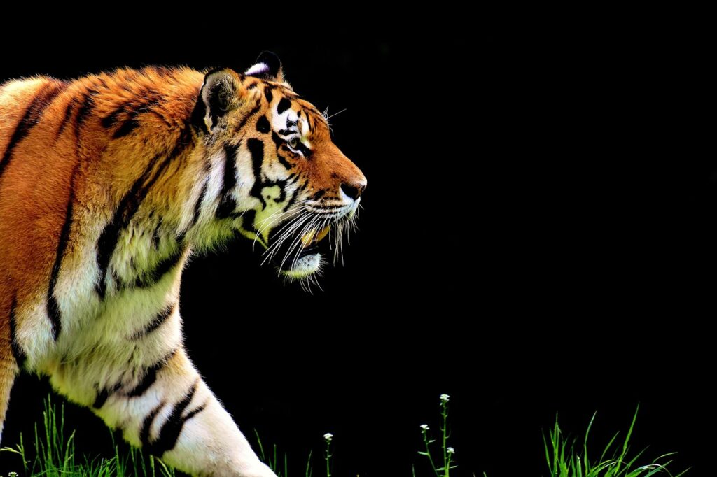 tigre-dominar-selva-digital-consultoria.jpg